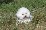 BICHON FRISE 041